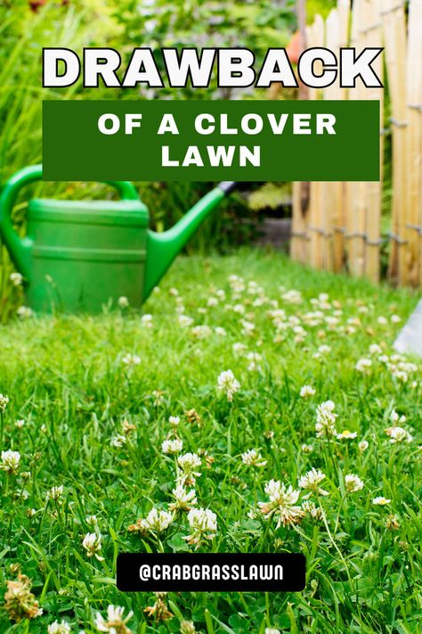 Drawbacks of a Clover Lawn Clover Yard, Clover Lawns, White Dutch Clover, Clover Lawn, Clover Plant, Clover Seed, Food Plot, Lawn Alternatives, Outdoor Space Design