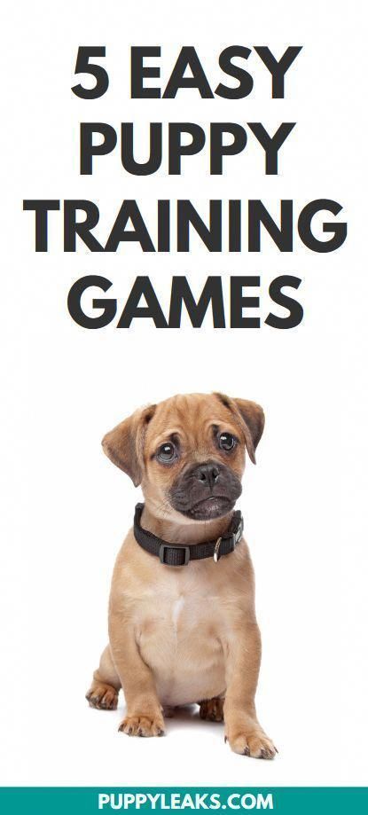 Basic Manners, Fun Games To Play, Dog Minding, Impulse Control, Easiest Dogs To Train, Interactive Games, Puppy Training Tips, Dog Training Techniques, Training Your Puppy