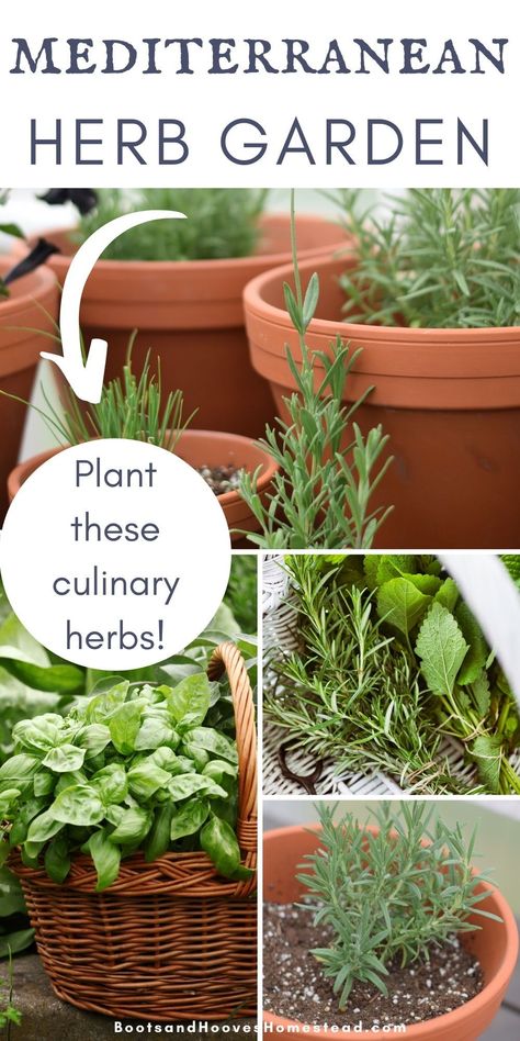 Italian Garden Plants, Mediterranean Kitchen Garden, Italian Herb Garden, Mediterranean Herbs, Mediterranean Herb Garden, Spice Plants Herbs Garden, Italian Herbs, Indoor Medicinal Herb Garden, Herb Container Garden Ideas