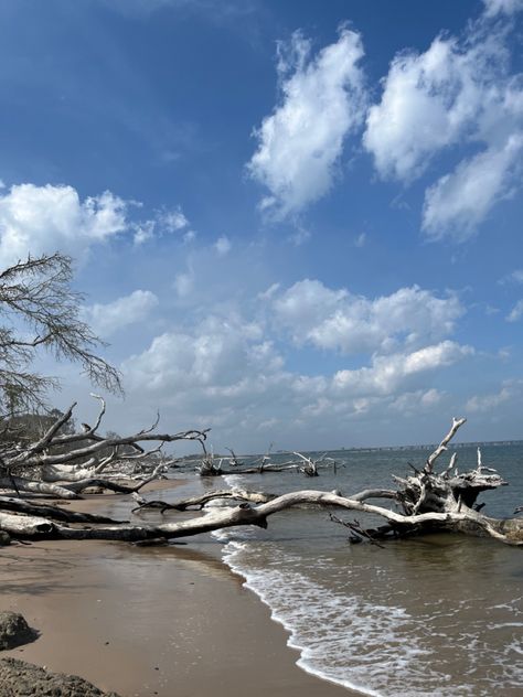 An amazing beach in Jacksonville, FL Carillon Beach Florida, Jacksonville Florida Downtown, Driftwood Beach Jekyll Island, Jacksonville Beach, Jacksonville Fl, Outer Banks, Beach Fun, Surfing, Florida