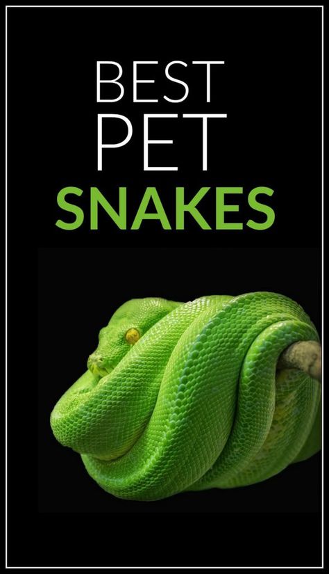 Pet Snakes For Beginners, Snakes For Beginners, Best Small Pets, Green Tree Python, Pet Reptiles, Tree Python, Pet Snakes, Danger Noodles, Reptile Care