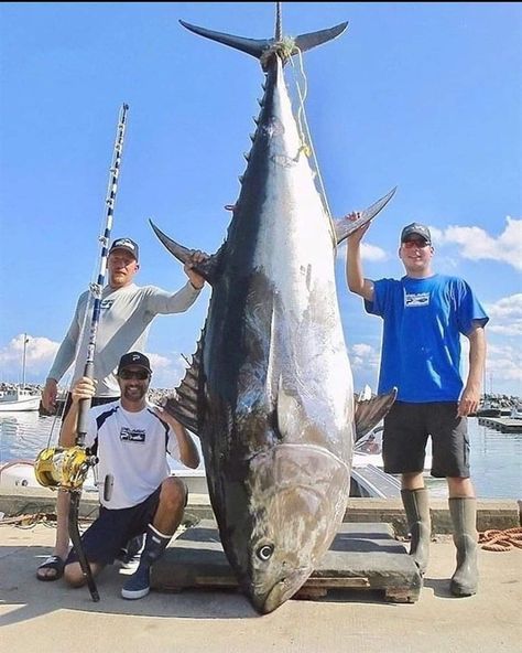 Venice Louisiana, Atlantic Bluefin Tuna, Fishing Business, Ocean Monsters, Monster Fish, River Monsters, Bluefin Tuna, Tuna Fishing, Yellowfin Tuna