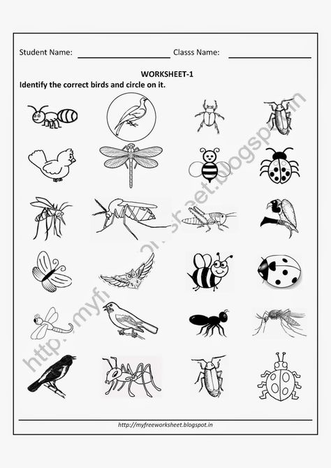 Free Printable Worksheets for Nursery, Kindergarten Senior KG, Junior KG for Insects Identify the correct birds and circle on it, Free download printable worksheet in English: Topics : Alphabet worksheets, phonics worksheets, EVS worksheets, Matsh Worksheets Kg Worksheets, Summer Math Worksheets, Worksheet For Kindergarten, Phonics Worksheets Free, Kindergarten Phonics Worksheets, English Worksheets For Kindergarten, Phonics Free, Literacy Worksheets, Free Kindergarten Worksheets