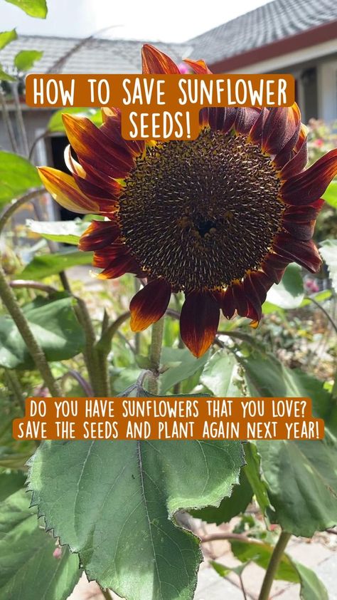 How to save sunflower seeds! Save your seeds and plant again next year in 2022 | Harvesting sunflower seeds, Plants, Home vegetable garden Save Sunflower Seeds, Kill Grass, Hawaii Garden, Harvesting Sunflower Seeds, Blue Flowering Plants, Saving Seeds, In A Dark Place, Black Oil Sunflower Seeds, Smelling Flowers