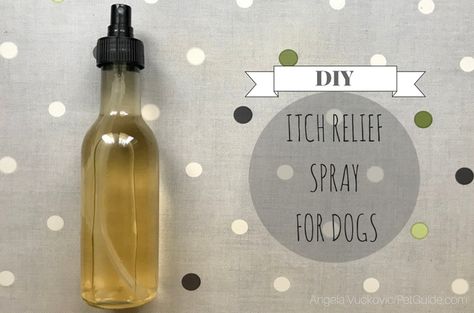 Diy Allergy Relief, Itchy Dog Spray, Dog Anti Itch Spray, Anti Itch For Dogs, Dog Itchy Skin Remedy, Natural Itch Relief, Itchy Dog Remedies, Dog Allergies Remedies, Itch Relief Skin