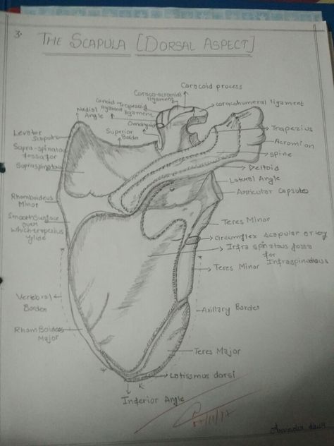 Scapula Scapula Anatomy Drawing, Only Study, Biology Drawing, Study Related, Rad Tech, Bone Art, Pencil Shading, Iphone Wallpaper Hd Nature, Medical Anatomy