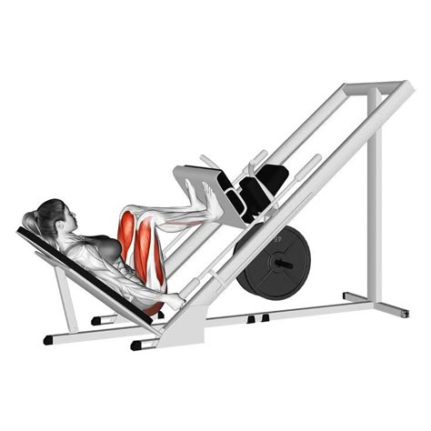 Leg Press Alternative, Leg Press Workout, Lying Leg Curls, Body Squats, Leg Workouts Gym, Major Muscle Groups, Leg Press Machine, Lower Body Muscles, Leg Machines