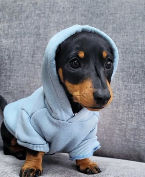 Daschund Outfits, Mini Daschund, Puppy Dachshund, Doxie Puppies, Baby Dachshund, Wiener Dogs, Hybrid Dogs, Sausage Dogs, Dapple Dachshund