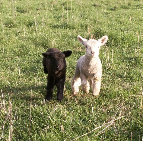 Your First Lambs – My Little Sheep Raising Sheep, Mini Sheep, Babydoll Sheep, Tiny Farm, Follow Your Bliss, Fresh Brand, Sheep Breeds, Cute Lamb, Baby Sheep