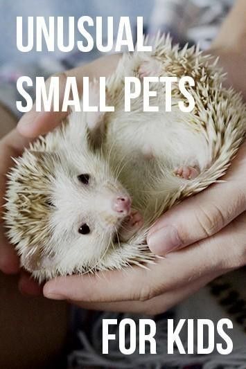 undefined Unique Pets To Own, Best Pets To Have, Cool Pets To Own, Good Pets For Kids, Small Pets For Kids, Best Pets For Kids, Best Small Pets, Unique Pets, Pets For Kids