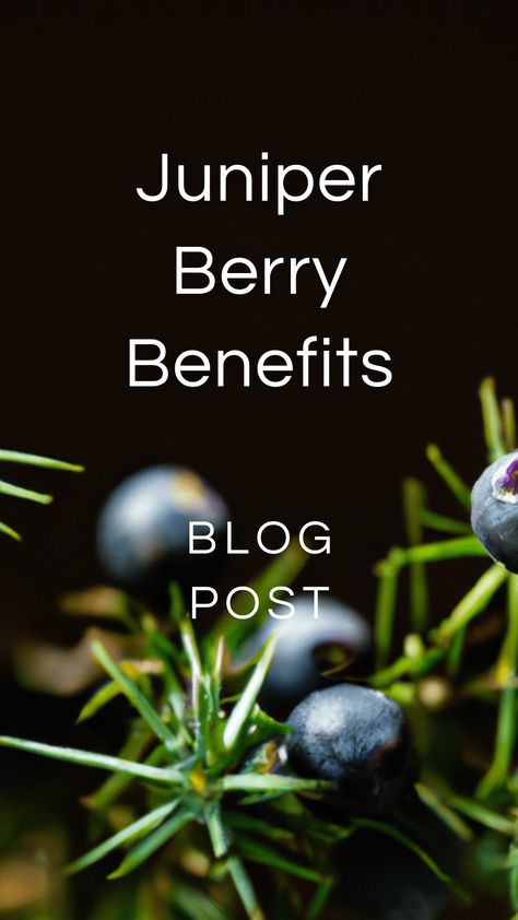 Juniper Berry Uses — Zhi Herbals Juniper Berries Medicinal, Juniper Berry Recipes, Juniper Recipes, Berry Benefits, Medicinal Herbs Remedies, Herbs Remedies, Benefits Of Berries, Juniper Essential Oil, Juniper Berry Essential Oil