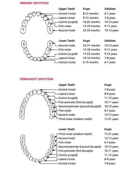 URBN Dental will help you get familiar with universal dental notation (UDN) and tooth number chart so you can understand the tooth numbering system and can help you take care of your teeth. Tooth Eruption Chart, Primary Dentition, Ortho Assistant, Hygienist Humor, Teeth Eruption Chart, Dental Hygienist Humor, Dental Nursing, Baby Tooth Chart, Teething Chart