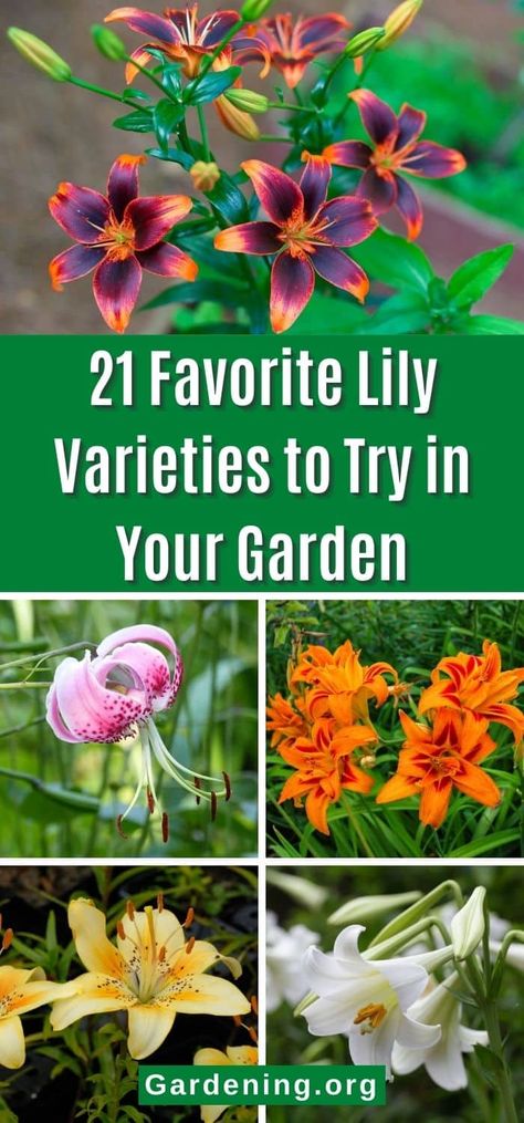 Lily Varieties, Lilly Garden, Tiger Lily Flowers, Lily Garden, Asiatic Lilies, Good Morning Flowers Pictures, Day Lilies, Easter Lily, Lily Bloom