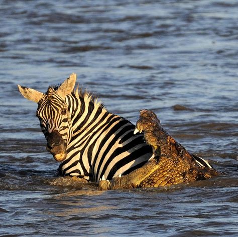 23rd of August 2015. A Zebra desperately tries to escape the powerful jaws of a Crocodile in Maasai Mara Kenya. A ruthless group of crocodiles viciously attack - and eat alive. - Migrating Zebra and Wildebeest in Kenya's Maasai Mara National Reserve. These dramatic pictures were captured by wildlife photographer Paolo Torchio 54 at the croc-infested Mara River. The graphic images show the large reptiles eating the vulnerable prey alive as they attempt to cross the dangerous stretch of river. Crocodile Eating, African Hunting Dog, Maasai Mara Kenya, Nile Crocodile, Maasai Mara, Cross River, Crocodiles, Maasai, Wildlife Animals