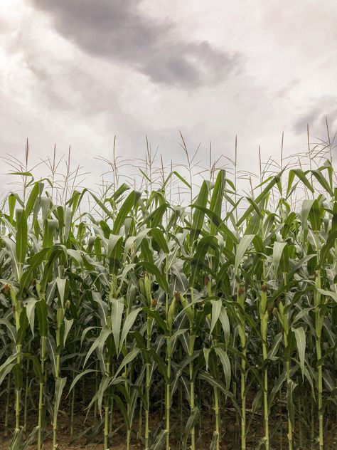 Aesthetic wallpaper or photo of a corn field. Nature. Corn Field Illustration, Corn Field Aesthetic, Harvest Photoshoot, Corn Field Drawing, World History Projects, Debut Era, Vegetable Drawing, Background Elements, Maladaptive Daydreaming