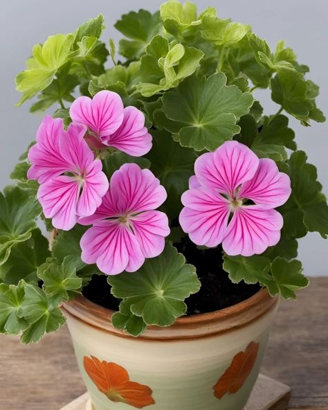 Geranium Plant 🩷 Geranium Plant, Pink Geranium, Geranium Flower, Fruit Flowers, Vegetable Garden Design, Geraniums, Vegetable Garden, House Plants, Garden Design