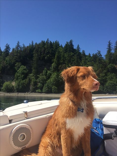 Nova Scotia Duck Tolling Retriever #Tollerbeboatin# Novia Scotia Duck Tolling Retriever, Nova Scotia Retriever, Duck Retriever, Nova Scotia Duck Troller, Nova Scotia Dog, Toller Dog, Nova Scotia Duck Tolling Retriever Puppy, Nova Scotia Duck Tolling Retriever, Most Beautiful Dogs