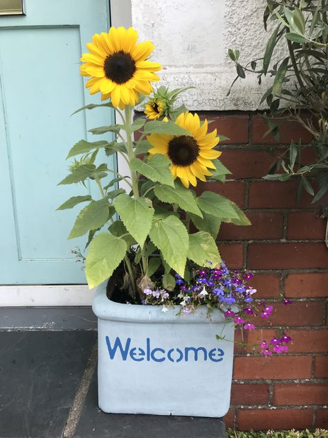 Sunflowers In Planters, Sunflower Terra Cotta Pot, False Sunflower Plant, Sunflower Urn Arrangement, Potted Sunflowers, Differant Sunflower Vases, Growing Sunflowers, Container Gardening Flowers, Garden Makeover