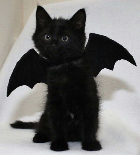 Black Kitten, Black Cat, Bat, On Twitter, Twitter, White, Black