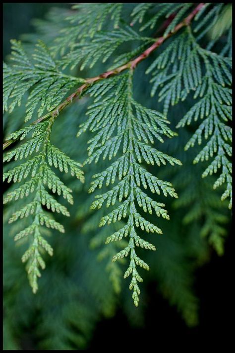 Western Red-cedar (Thuja plicata) Cedar Tree Tattoo, Island Forest, Thuja Plicata, Tree Tattoo Men, Garden Forest, Diy Tree Decor, Thuja Occidentalis, Tree Identification, Cedar Tree