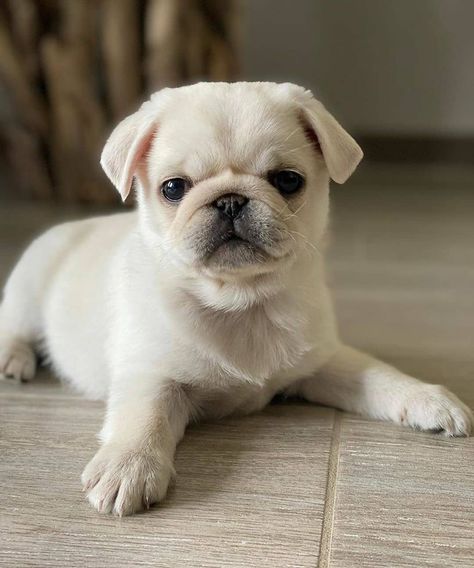 10.9k Likes, 69 Comments - Pug Lovers Club (@pugloversclub) on Instagram: “📷 from @skythechinchillapug 😗😗😗😗😗” Pugs For Sale, White Pug, Pug Puppies For Sale, Best Small Dogs, Baby Pugs, Puppy Kisses, Pug Puppies, Best Dog Breeds, Kittens And Puppies