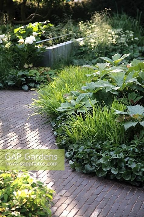 Rodgersia Podophylla, Shady Garden, Brick Paving, Small Courtyard Gardens, Prairie Garden, Grey Brick, English Cottage Garden, Grey Gardens, Plant Photography