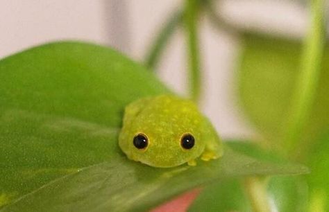 Green Frog, Green