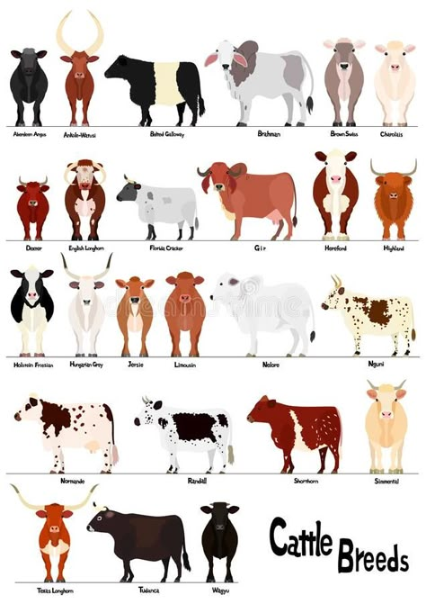 Large collection of cow with breed name vector illustration Livestock Judging, Breeds Of Cows, Cattle Breeds, Fluffy Cows, Cow Pictures, Cattle Farming, Animal Science, Baby Cows