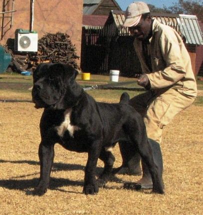 Massive black boerboel- beautiful dog. South African Boerboel, South African Mastiff, African Boerboel, Cane Corsos, Mastiff Breeds, K9 Training, Tibetan Mastiff, Mastiff Dogs, Breed Dogs