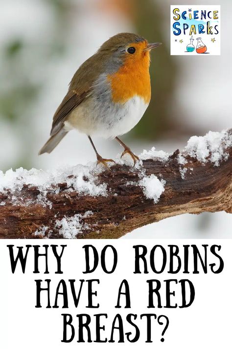 Why do robins have a red breast? Robin Red Breast, Science Questions, Winter And Christmas, White Snow, Nature Study, Red Colour, But Why, Robins, Birds