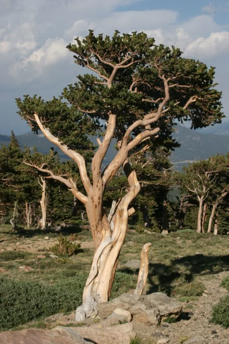 ✧☀✧ BRISTLECONE PINE TREES • THERE ARE 3 GENUS OF THESE WONDERFUL TREES. THEY ARE ALL LONG LIVED BUT THE "PINUS LONGAEVE" GENUS IS AMONG THE LONGEST-LIVED FORMS OF LIFE ON EARTH! THE OLDEST IS MORE THAN 5,000 YEARS OLD!! ✧☀✧ 🍂🍁🌿 💚💚 Bristlecone Pine Tree, Weird Trees, Bristlecone Pine, Plant Fungus, Old Tree, Old Trees, Ancient Tree, Unique Trees, Tree Photography