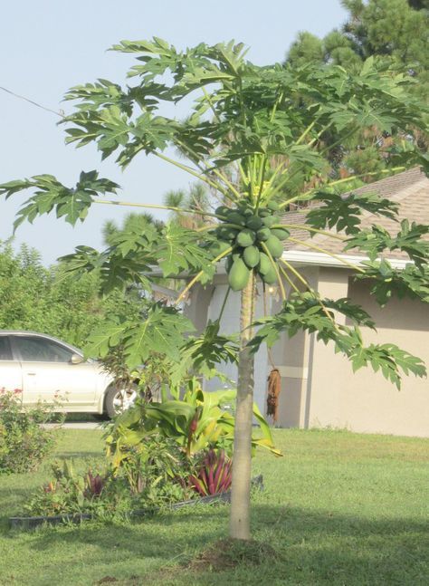 Caribbean Fruits, Hawaiian Fruit Salad, Hawaiian Fruit, Papaya Plant, Papaya Tree, Garden Tropical, Papaya Salad, Tree Species, Permaculture Gardening