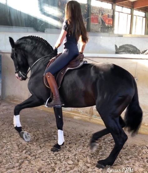 Lusitano Dressage, Cute Horse Riding Outfits, Horsey Life, Horse Riding Aesthetic, Fairytale Aesthetic, Polo Horse, Equestrian Aesthetic, Horse Riding Clothes, Labradoodle Puppy