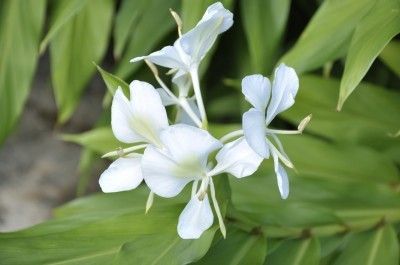 Detail of a Ginger lily (Hedychium) in a garden Big Leaf Plants, Lily Care, Ginger Lily, Essential Oil Usage, White Garland, Ginger Plant, Ginger Flower, Ginger Essential Oil, Lily Plants