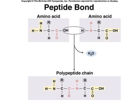 Peptide Bond formation: dehydration synthesis reaction or condensation reaction Peptide Bond, Mcat Study, Chemical Equation, Biology Notes, Daisy Painting, Study Tools, Dehydration, Biochemistry, Math Lessons