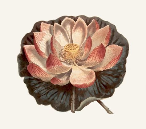 Premium Vector | Vintage illustration of a lotus flower Flower Illustration Design, Lotus Flower Illustration, Indian Lotus, Lilies Drawing, Missouri Botanical Garden, Scientific Illustration, Botanical Drawings, Plant Illustration, Vintage Botanical