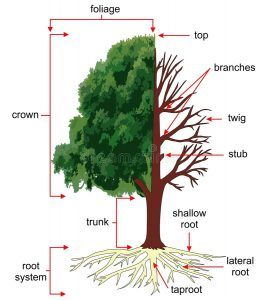 Tree Anatomy, Parts Of A Tree, Tree Diagram, Tree Structure, Romancing The Stone, Picture Tree, Water Pictures, Conifer Trees, Severe Storms