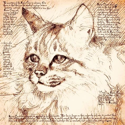 #artwork #masterpiece #artist #davinci #drawings #drawingsketch #art #sketches #animaldrawing #cats Cat Face Drawing, Master Drawing, Cat Artwork, Cat Face, Cat Drawing, Maine Coon, A Drawing, Face Drawing, Animal Drawings