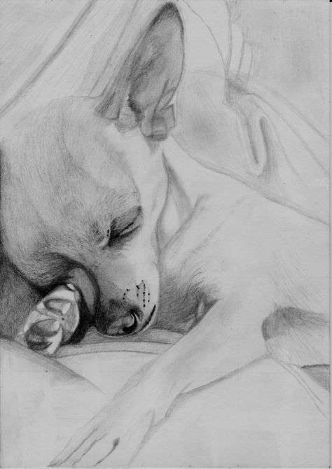 Chihuahua Drawing, Chihuahua Tattoo, Chihuahua Training, Chihuahua Art, Key Ideas, 강아지 그림, Consistency Is Key, Chihuahua Love, Pencil On Paper