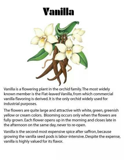 Vanilla Vanilla Flower, Witch's Garden, Vanilla Plant, Witch Garden, Essential Oils Health, Herbal Magic, Herbs For Health, 3rd Eye, Energy Work