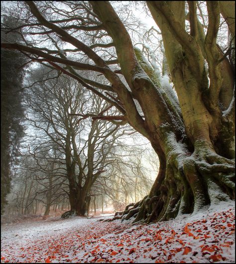 tree Kinclaven Woods, Tree Scenery, Arctic Blast, Amazing Trees, Winter Szenen, Mary Oliver, Old Tree, Deep Winter, Winter Photos