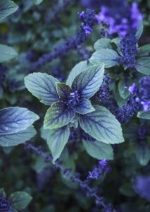 Put Some Wild Magic in Your Garden This Season | www.urban-ag-solutions.com African Blue Basil, Plants For Kitchen, Wild Magic, Purple Veins, Light Purple Flowers, Purple Plants, Grow Room, Border Plants, Pacific Nw