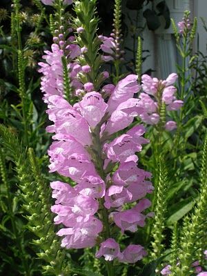 Phytostegia-'Obedient Plant' Flower Delphinium, Obedient Plant, Flowers Garden Ideas, Summer Flowers Garden, Flower Cottage, Best Perennials, Bee Balm, Flowers Perennials, Delphinium