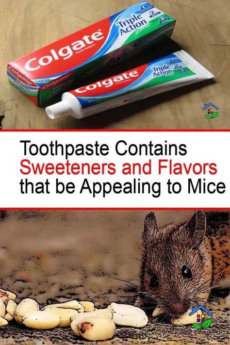 The Surprising Power of Toothpaste: How to Catch Mice and Rats Safely and Effectively How To Get Blood Out Of Clothes, Electric Rat Trap, Diy Mice Repellent, Mouse Deterrent, How To Deter Mice, Peppermint Spray, Getting Rid Of Rats, Rat House, Appalachian People