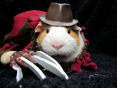 Guinea Pig Costumes, Animal Halloween Costumes, Animal Dress Up, Puppy Costume, Halloween Makeup Scary, Cat Halloween Costume, Cute Guinea Pigs, Pet Halloween Costumes, Animal Costumes