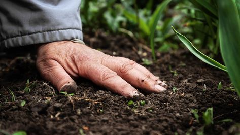 When I Go: Burial Options from Near and Far Tall Fescue Grass, Best Grass Seed, Lawn Fertilizer, Soil Ph, Clay Soil, Soil Health, Soil Improvement, Grass Seed, Organic Fertilizer