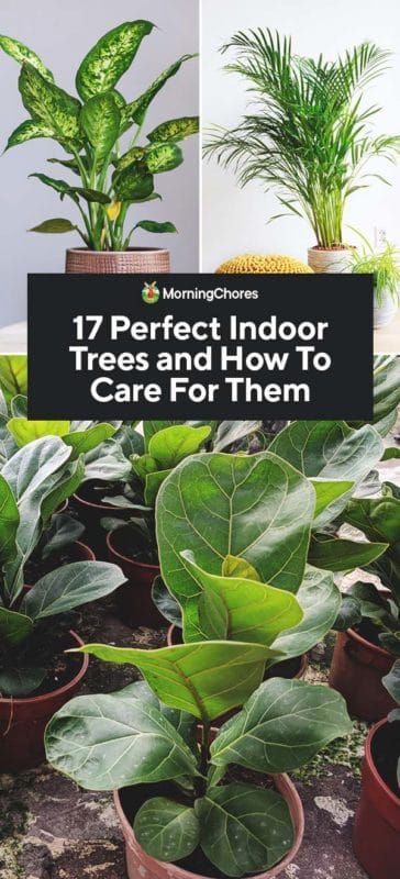 Indoor Tree Plants, Best Indoor Trees, Gardening Guide, Indoor Tree, Corn Plant, Indoor Trees, Gardening Techniques, Fast Growing Trees, Care Home