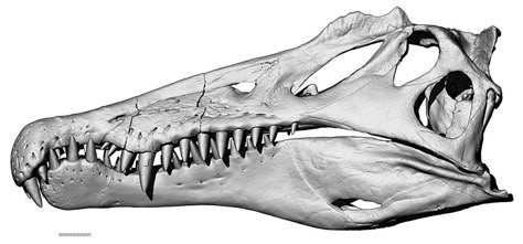 Spinosaurus Aegyptiacus Skull Spinosaurus Anatomy, Spinosaurus Skull, Dino Skull, Spinosaurus Aegyptiacus, Snoopy Tattoo, Dinosaur Skeletons, Marine Reptiles, Tiny Dinosaur, Dinosaur Tattoos