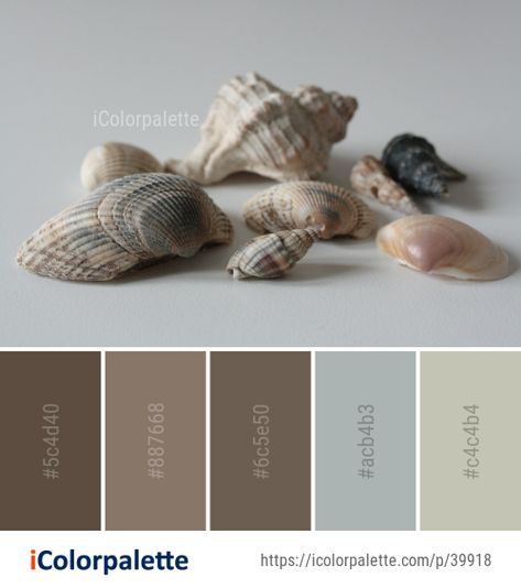 Color palette theme related to clam, clams oysters mussels and scallops, cockle, conch, Image, molluscs, sea snail, seashell, .   Download color palette as Pdf, Adobe swatch and more. Shells Mood Board, Oyster Color Palette, Shell Color Palette, Seashell Paint Palette, Seashell Palette, Color Palette Snail, Clam Shell Photography, Sea Snail, Shell Pattern