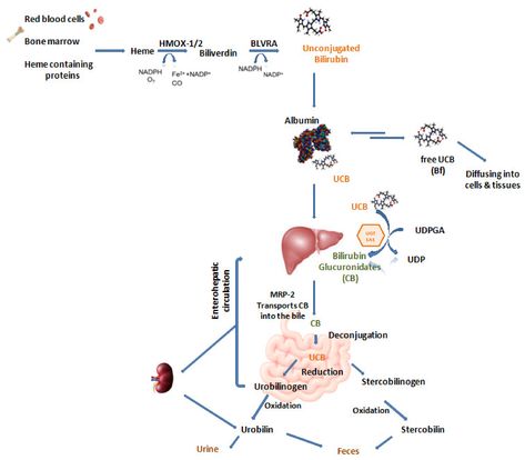 Biomedicines | Free Full-Text | Translational Approach to the Protective Effect of Bilirubin in Diabetic Kidney Disease Bilirubin Metabolism, Bilirubin Levels, Clinical Chemistry, C Reactive Protein, Cells And Tissues, Cardiovascular Disease, Biochemistry, Chemistry, Disease